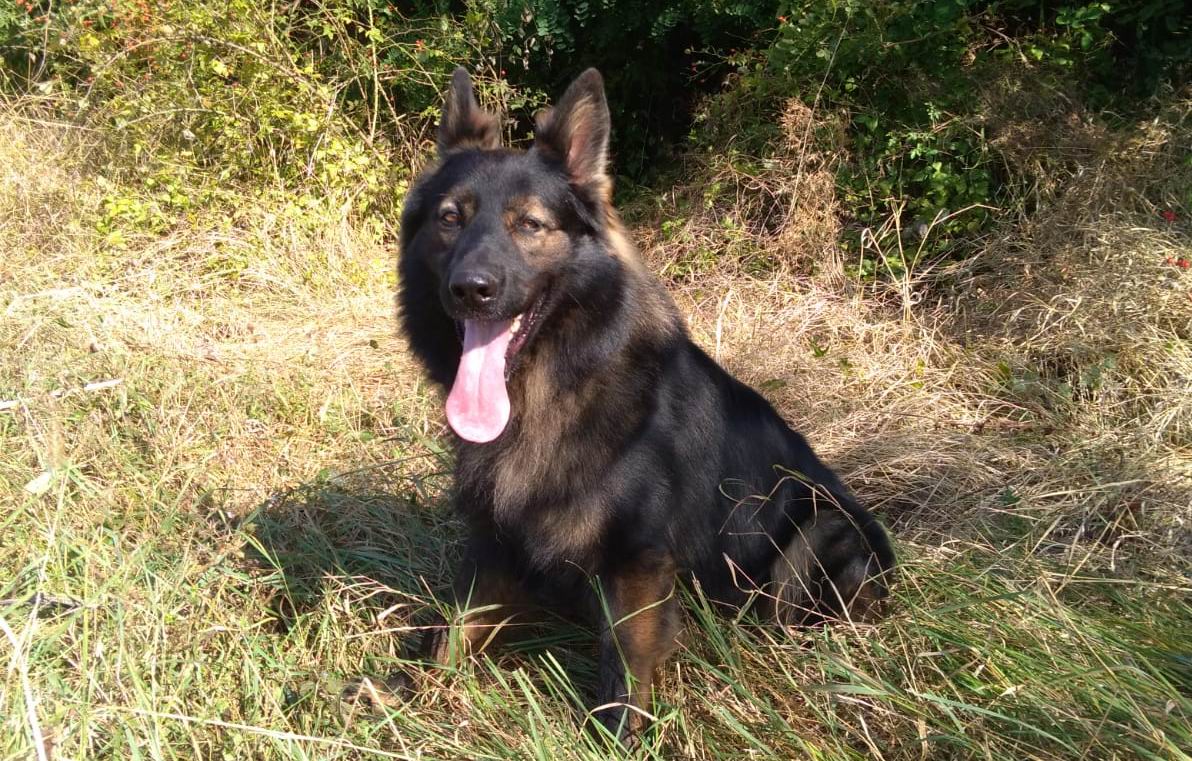 Femeie dispărută, găsită cu ajutorul câinelui poliţist Tad