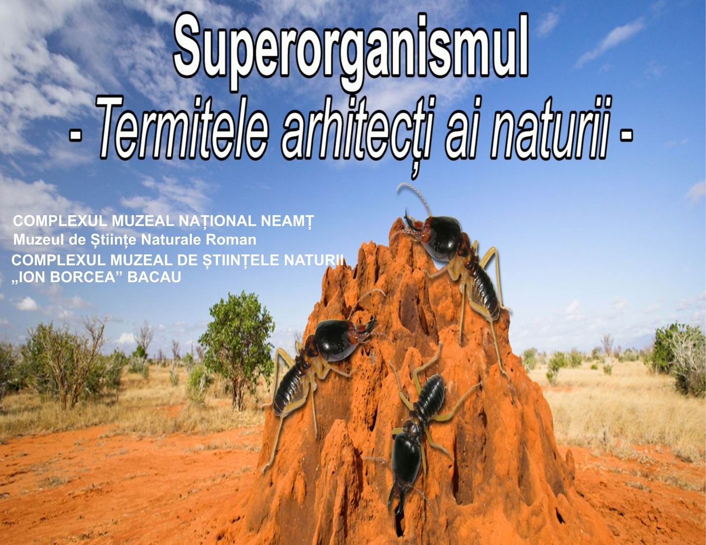 „Superorganismul – Termitele, arhitecți ai naturii”, o nouă expoziție la Muzeul de Științe Naturale Roman